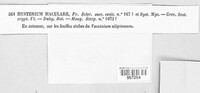 Lophodermium maculare image